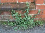 Pellitory-of-the-wall - Dave Riseborough